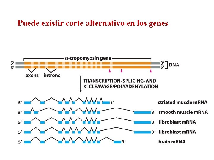 Puede existir corte alternativo en los genes 