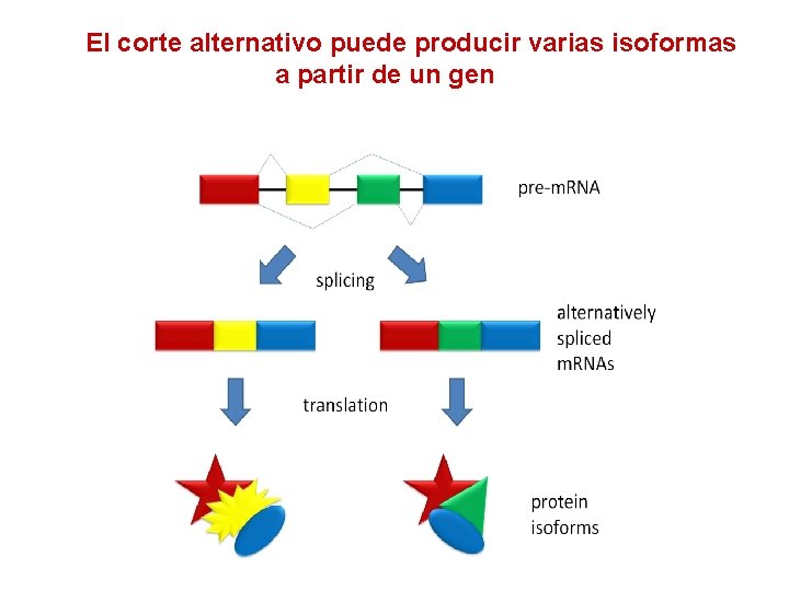 El corte alternativo puede producir varias isoformas a partir de un gen 