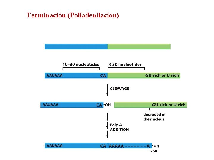 Terminación (Poliadenilación) 