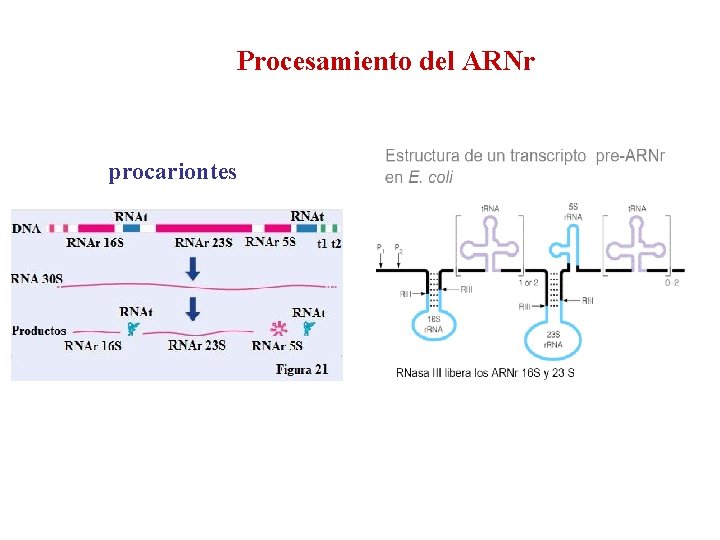 Procesamiento del ARNr procariontes 