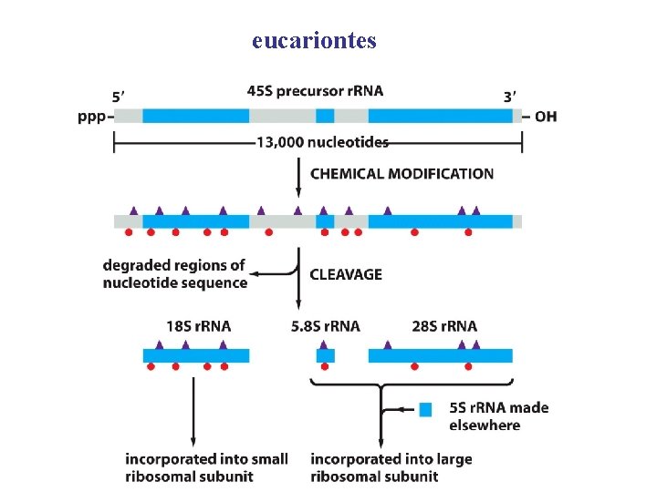 eucariontes 