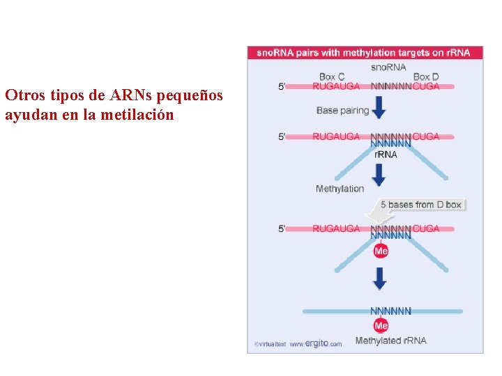 Otros tipos de ARNs pequeños ayudan en la metilación 