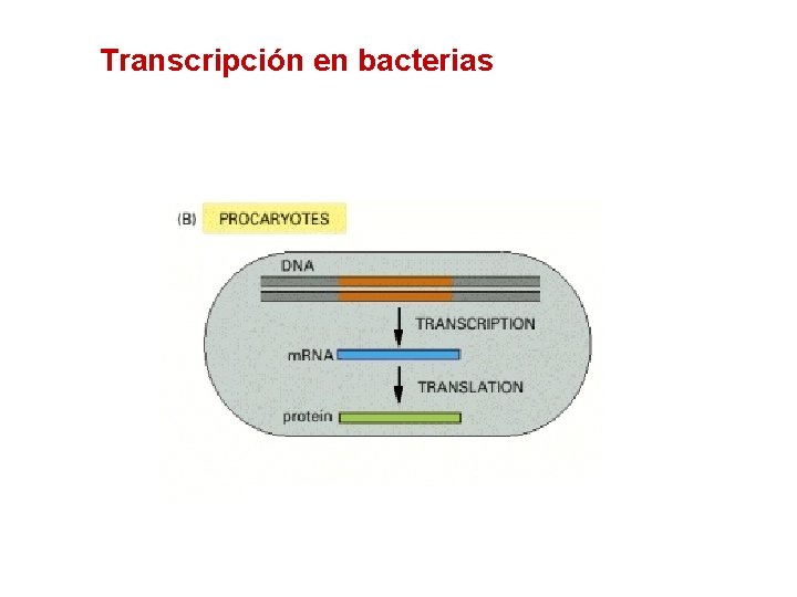 Transcripción en bacterias 