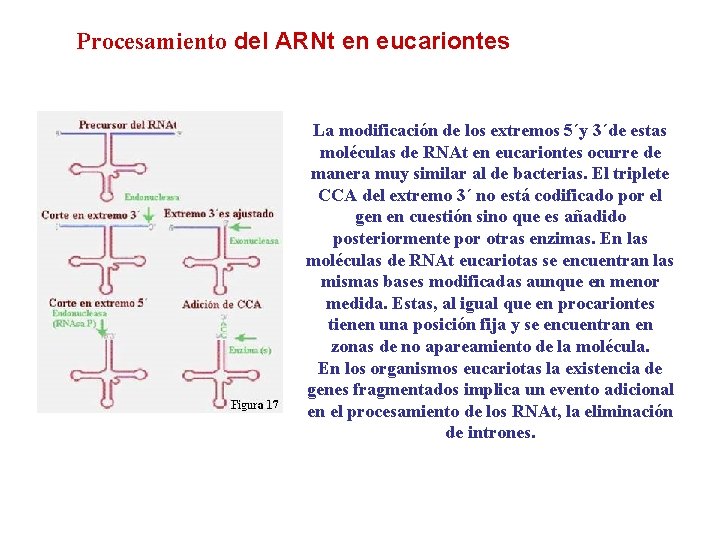 Procesamiento del ARNt en eucariontes La modificación de los extremos 5´y 3´de estas moléculas