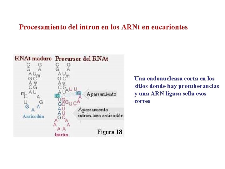 Procesamiento del intron en los ARNt en eucariontes Una endonucleasa corta en los sitios