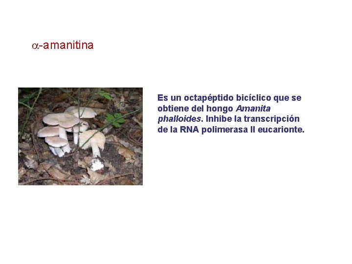  -amanitina Es un octapéptido bicíclico que se obtiene del hongo Amanita phalloides. Inhibe