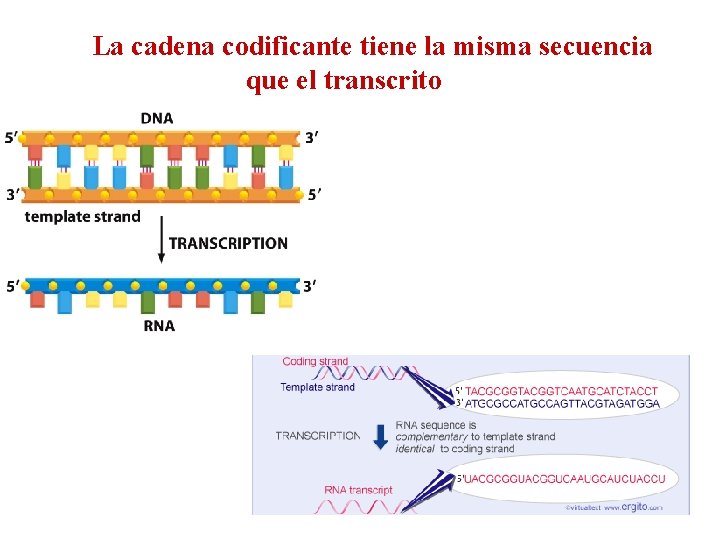 La cadena codificante tiene la misma secuencia que el transcrito 