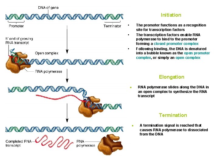 Initiation • The promoter functions as a recognition site for transcription factors The transcription