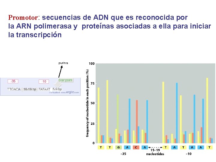 Promotor: secuencias de ADN que es reconocida por la ARN polimerasa y proteínas asociadas