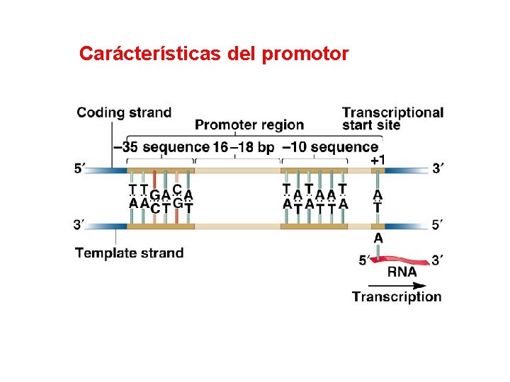 Carácterísticas del promotor 