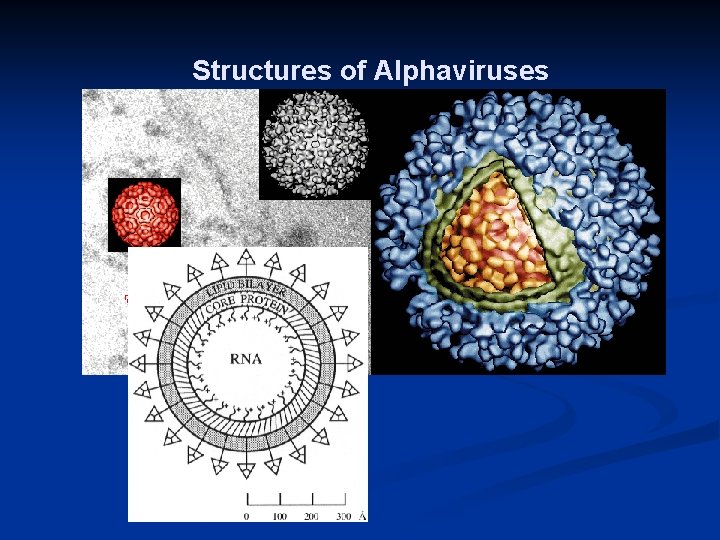 Structures of Alphaviruses 