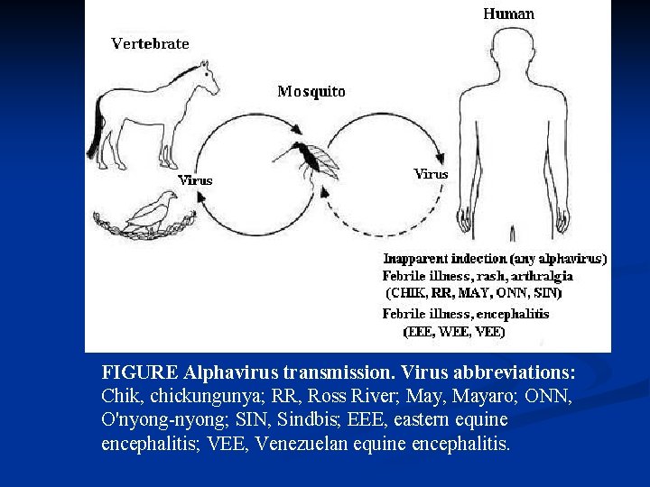FIGURE Alphavirus transmission. Virus abbreviations: Chik, chickungunya; RR, Ross River; May, Mayaro; ONN, O'nyong-nyong;