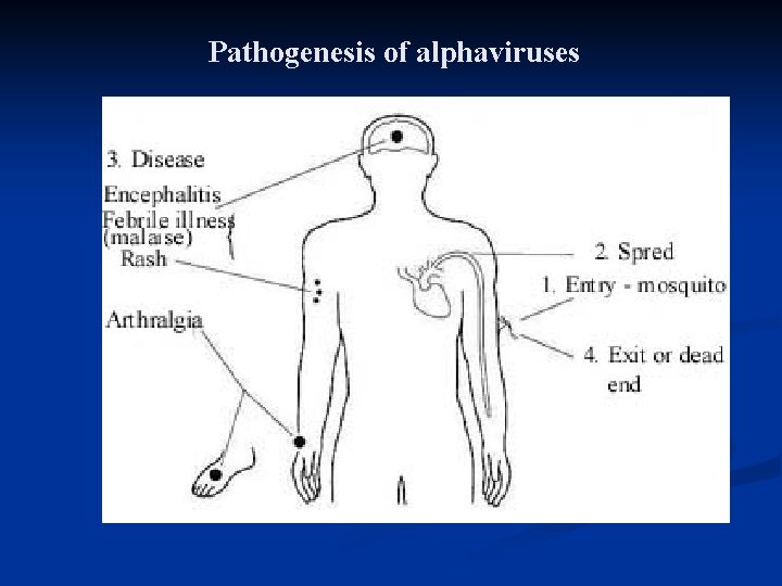  Pathogenesis of alphaviruses 