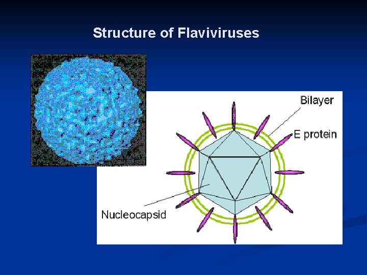 Structure of Flaviviruses 