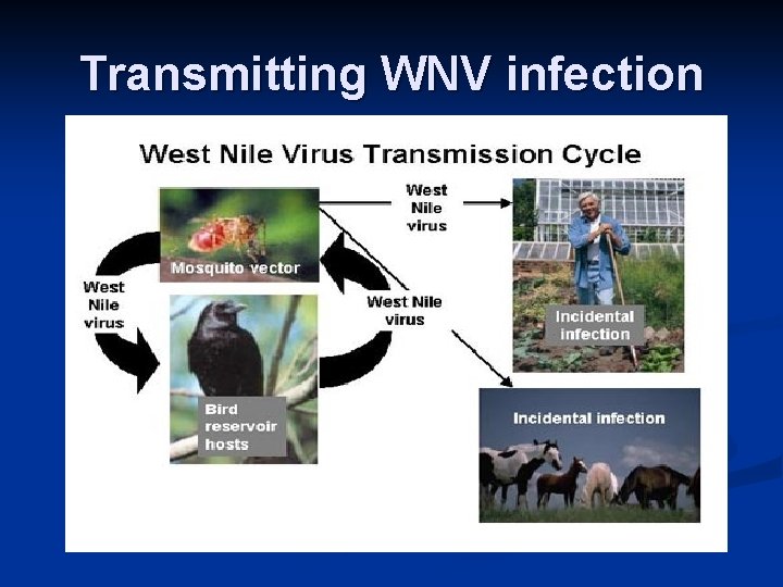 Transmitting WNV infection 