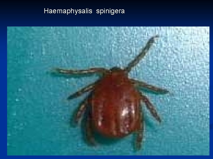 Haemaphysalis spinigera 