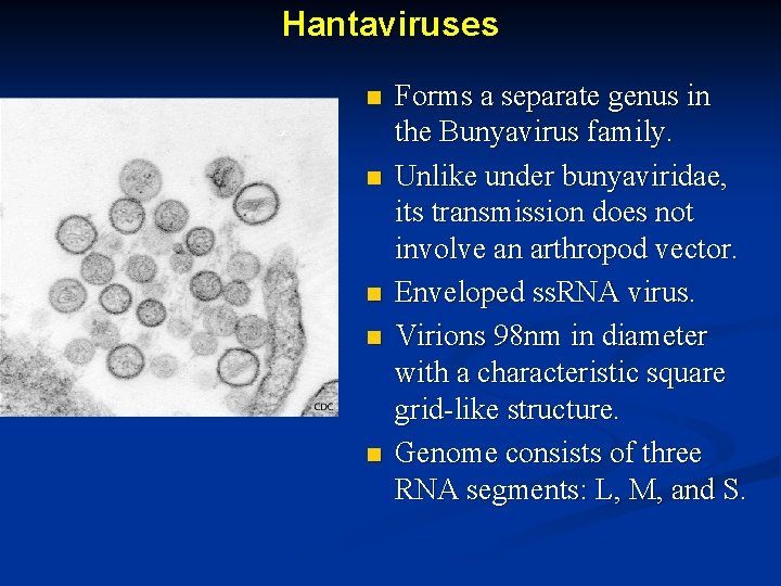 Hantaviruses n n n Forms a separate genus in the Bunyavirus family. Unlike under