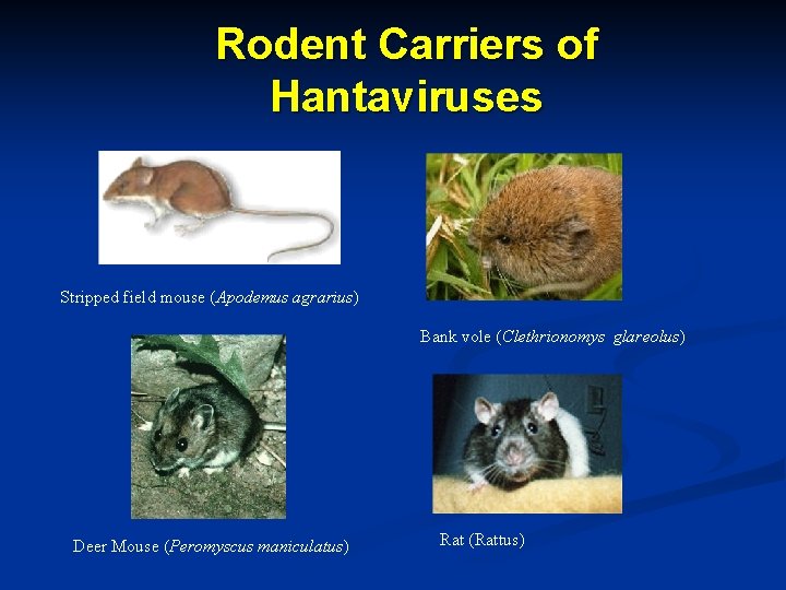 Rodent Carriers of Hantaviruses Stripped field mouse (Apodemus agrarius) Bank vole (Clethrionomys glareolus) Deer
