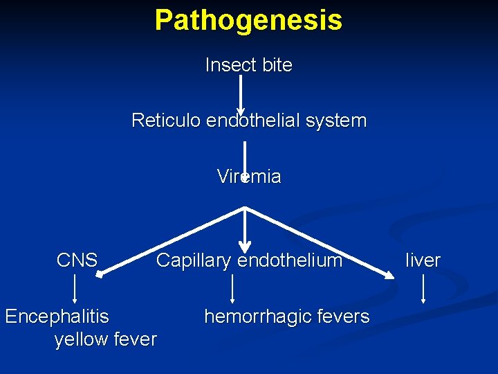 Pathogenesis Insect bite Reticulo endothelial system Viremia CNS Capillary endothelium Encephalitis yellow fever hemorrhagic