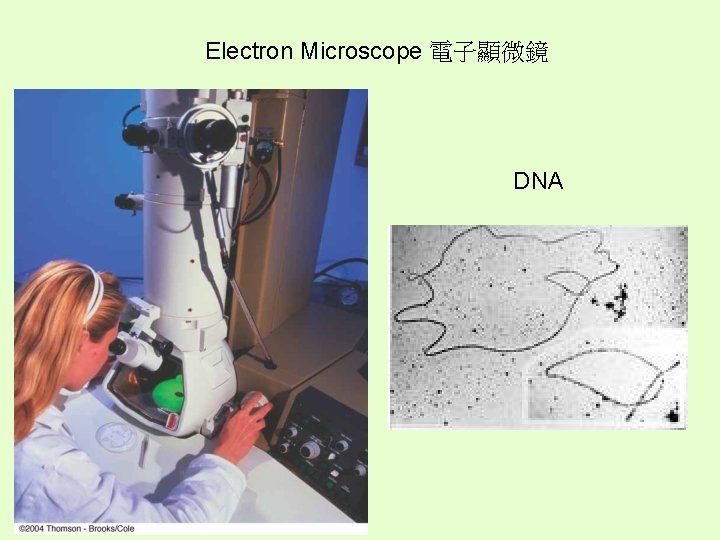 Electron Microscope 電子顯微鏡 DNA 