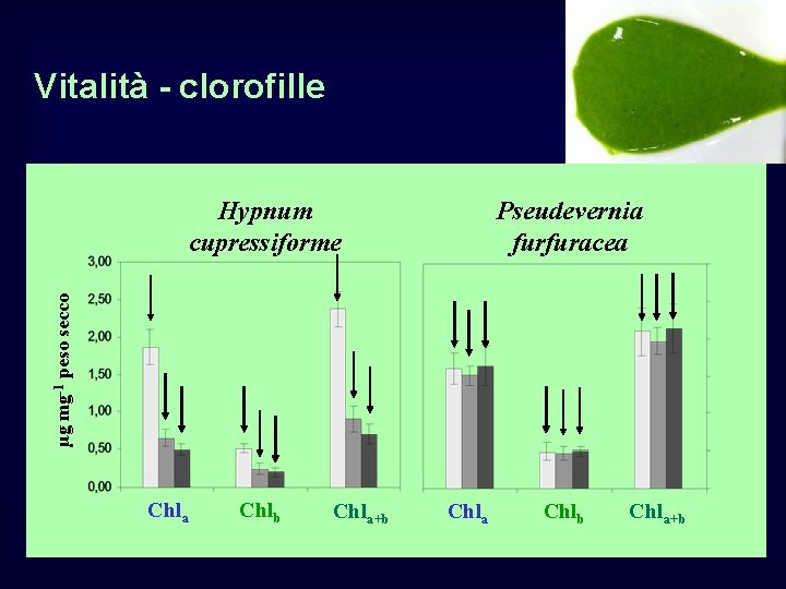 Vitalità - clorofille Pseudevernia furfuracea µg mg-1 peso secco Hypnum cupressiforme Chla Chlb Chla+b