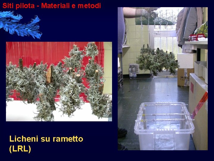 Siti pilota - Materiali e metodi Licheni su rametto (LRL) 