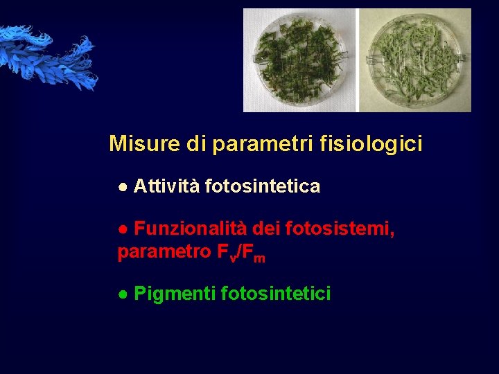Misure di parametri fisiologici ● Attività fotosintetica ● Funzionalità dei fotosistemi, parametro Fv/Fm ●