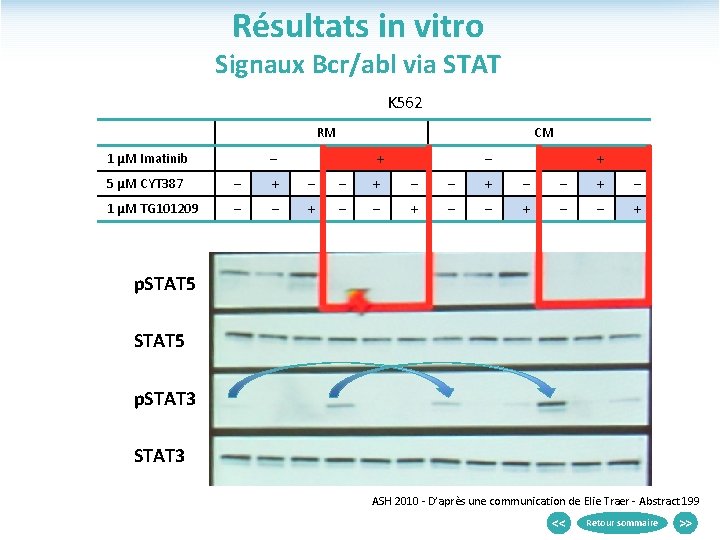 Résultats in vitro Signaux Bcr/abl via STAT K 562 RM 1 µM Imatinib CM