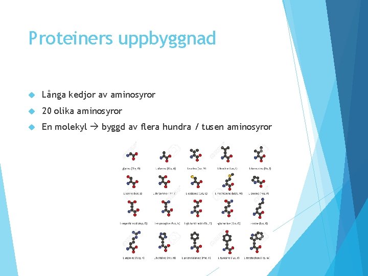 Proteiners uppbyggnad Långa kedjor av aminosyror 20 olika aminosyror En molekyl byggd av flera Proteiners uppbyggnad Långa kedjor av aminosyror 20 olika aminosyror En molekyl byggd av flera