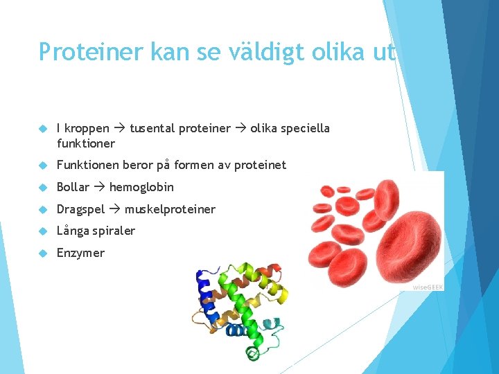 Proteiner kan se väldigt olika ut I kroppen tusental proteiner olika speciella funktioner Funktionen Proteiner kan se väldigt olika ut I kroppen tusental proteiner olika speciella funktioner Funktionen