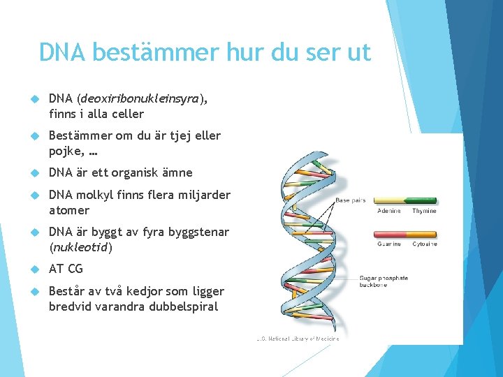 DNA bestämmer hur du ser ut DNA (deoxiribonukleinsyra), finns i alla celler Bestämmer om DNA bestämmer hur du ser ut DNA (deoxiribonukleinsyra), finns i alla celler Bestämmer om
