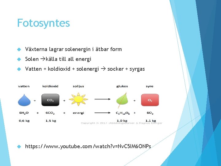 Fotosyntes Växterna lagrar solenergin i ätbar form Solen källa till all energi Vatten + Fotosyntes Växterna lagrar solenergin i ätbar form Solen källa till all energi Vatten +