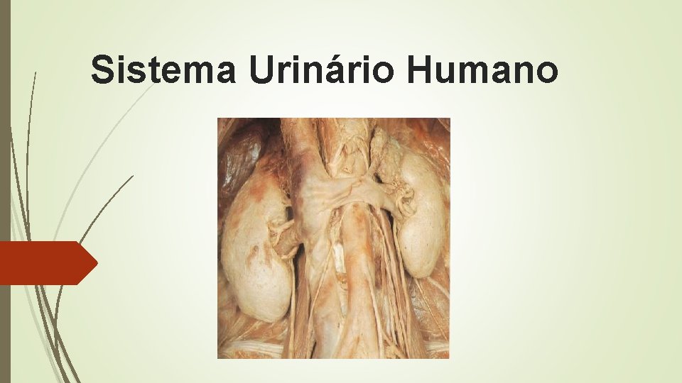Sistema Urinário Humano 