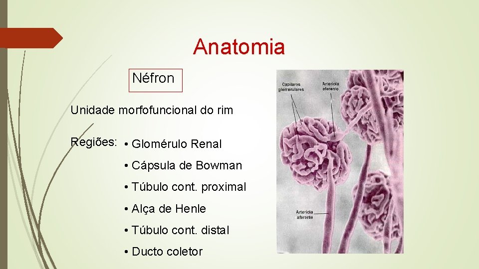 Anatomia Néfron Unidade morfofuncional do rim Regiões: • Glomérulo Renal • Cápsula de Bowman