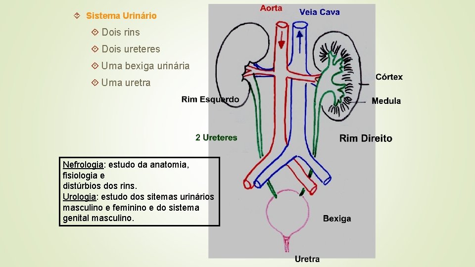  Sistema Urinário Dois rins Dois ureteres Uma bexiga urinária Uma uretra Nefrologia: estudo