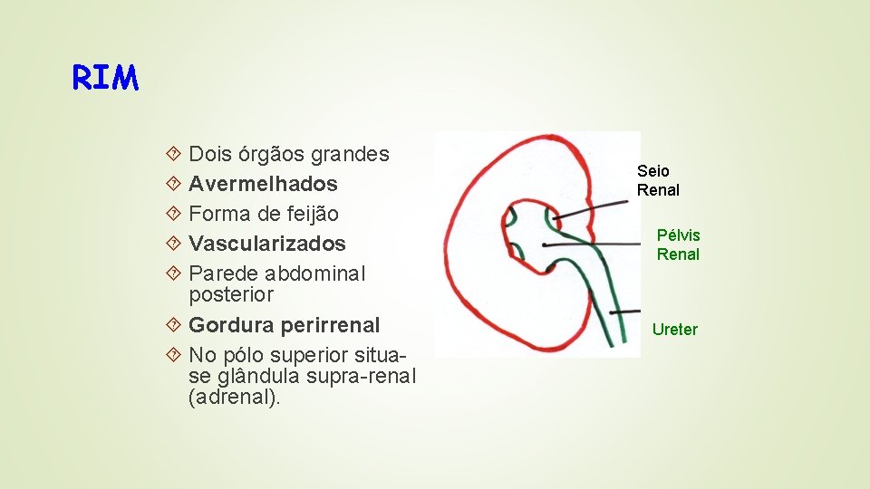 RIM Dois órgãos grandes Avermelhados Forma de feijão Vascularizados Parede abdominal posterior Gordura perirrenal