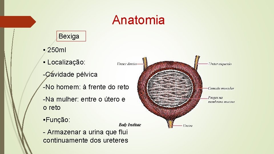 Anatomia Bexiga • 250 ml • Localização: -Cavidade pélvica -No homem: à frente do