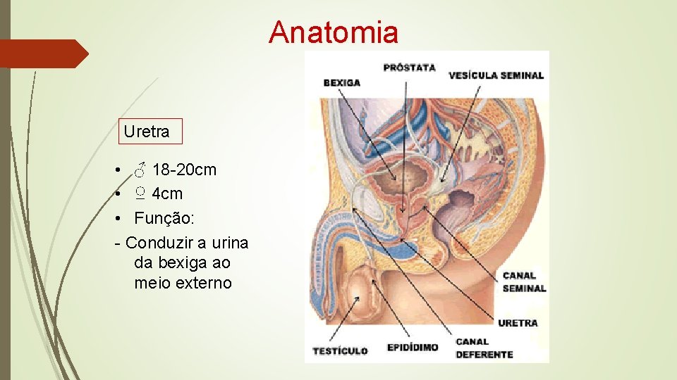 Anatomia Uretra • ♂ 18 -20 cm • ♀ 4 cm • Função: -