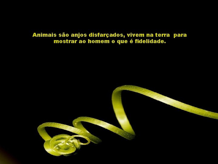 Animais são anjos disfarçados, vivem na terra para mostrar ao homem o que é