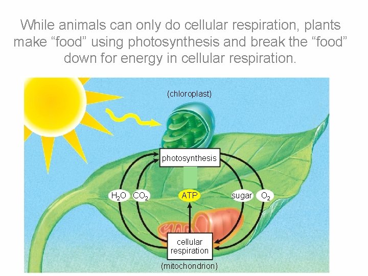 Photosynthesis Capturing And Using Solar Energy Quick Think