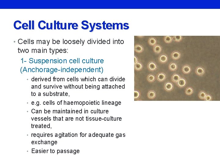 Cell Culture Systems • Cells may be loosely divided into two main types: 1