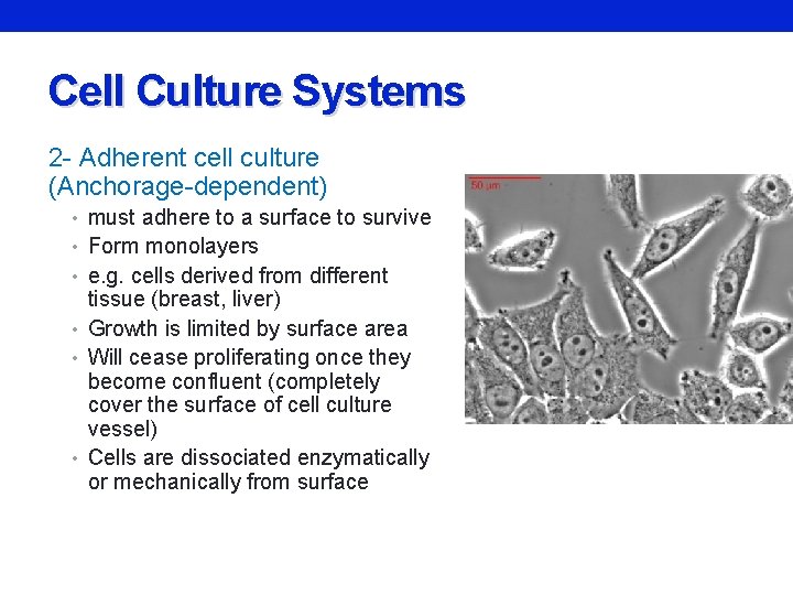 Cell Culture Systems 2 - Adherent cell culture (Anchorage-dependent) • must adhere to a