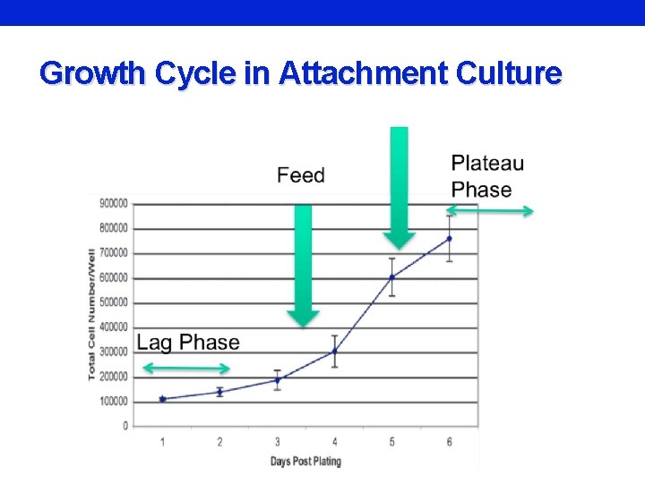 Growth Cycle in Attachment Culture 