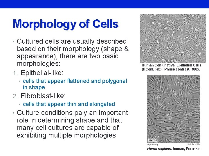 Morphology of Cells • Cultured cells are usually described based on their morphology (shape