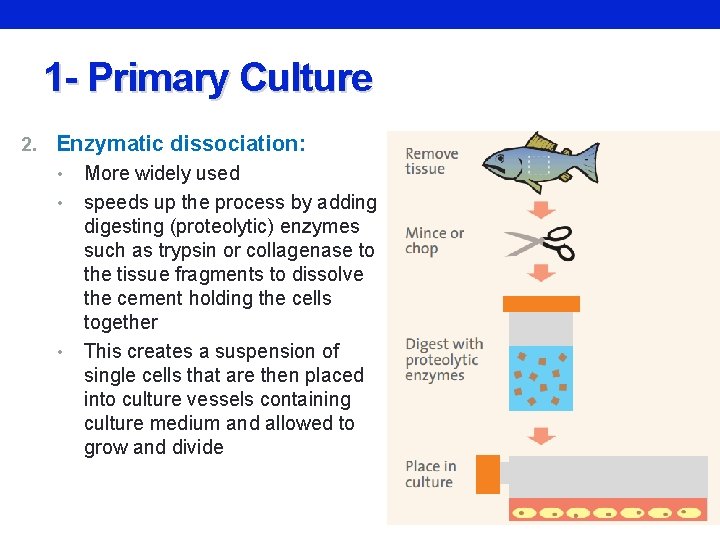 1 - Primary Culture 2. Enzymatic dissociation: • • • More widely used speeds