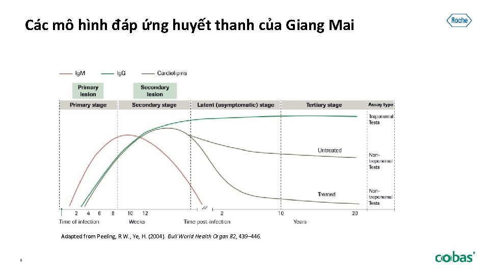 Các mô hình đáp ứng huyết thanh của Giang Mai Adapted from Peeling, R.