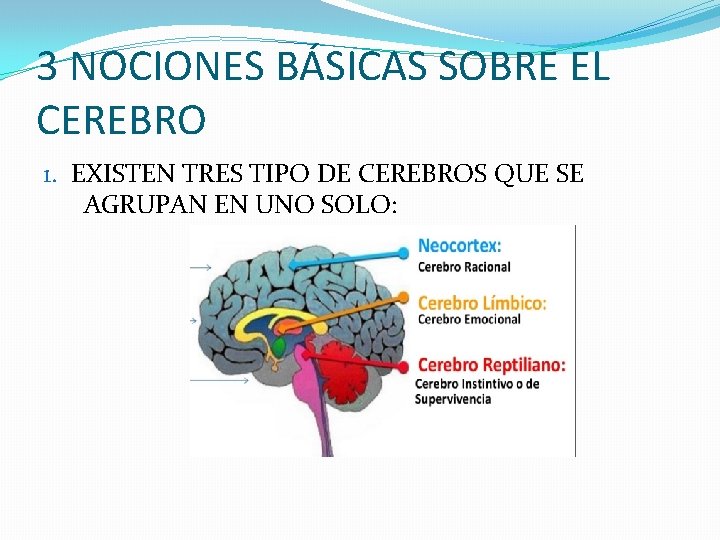 3 NOCIONES BÁSICAS SOBRE EL CEREBRO 1. EXISTEN TRES TIPO DE CEREBROS QUE SE