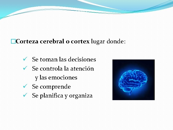 �Corteza cerebral o cortex lugar donde: ü Se toman las decisiones ü Se controla