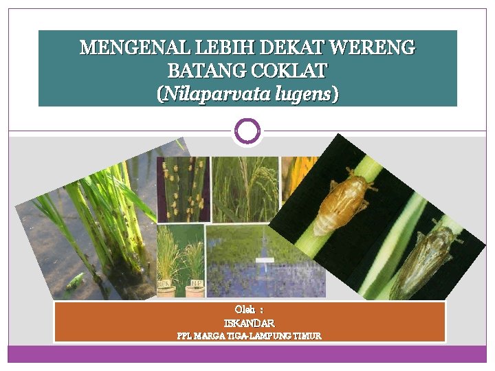 MENGENAL LEBIH DEKAT WERENG BATANG COKLAT (Nilaparvata lugens) Oleh : ISKANDAR PPL MARGA TIGA-LAMPUNG