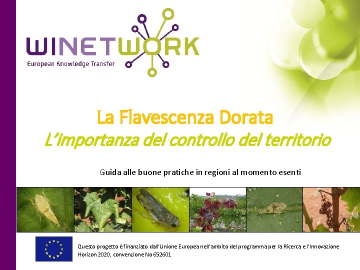 La Flavescenza Dorata L’importanza del controllo del territorio Guida alle buone pratiche in regioni